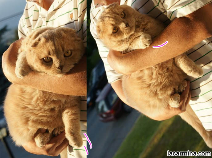 スコティッシュフォールド, kawaii neko, cat 猫 Japanese, Scottish Fold cat carried by owner in arms, kitten being held, how to carry a cat, fat kitty dangling paws and tail, hanging from ledge, adorable tame cat, training cat to be well behaved, training pet cat to be handled, gentle temperament