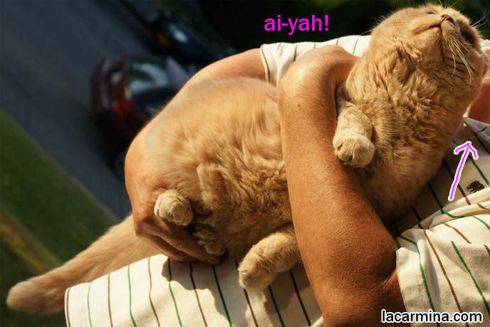 スコティッシュフォールド, kawaii neko, cat 猫 Japanese, Scottish Fold cat carried by owner in arms, kitten being held, how to carry a cat, fat kitty dangling paws and tail, hanging from ledge, adorable tame cat, training cat to be well behaved, training pet cat to be handled, gentle temperament