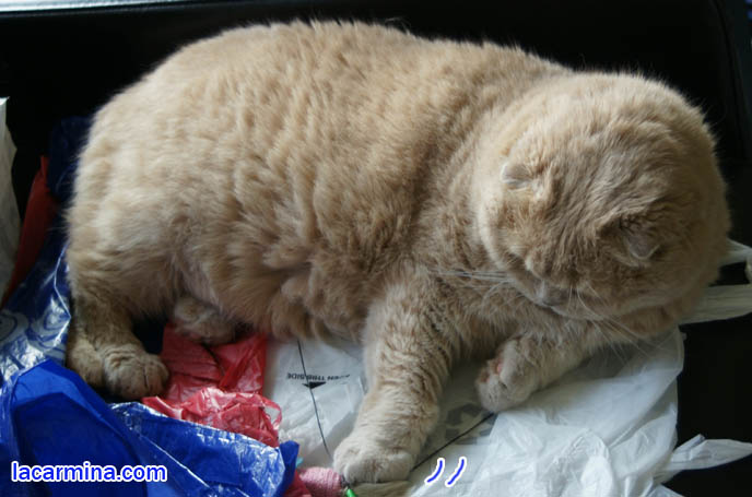 Scottish fold cat with eyes closed, furry cat with long thick brown fur. training and raising housecats, sweet gentle temper, tame cat, prevent scratching. スコティッシュフォールド, kawaii neko, cat 猫 Japanese, Scottish Fold Basil Farrow, famous celebrity cats