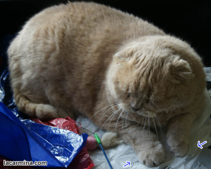 Scottish fold cat with eyes closed, furry cat with long thick brown fur. training and raising housecats, sweet gentle temper, tame cat, prevent scratching. スコティッシュフォールド, kawaii neko, cat 猫 Japanese, Scottish Fold Basil Farrow, famous celebrity cats