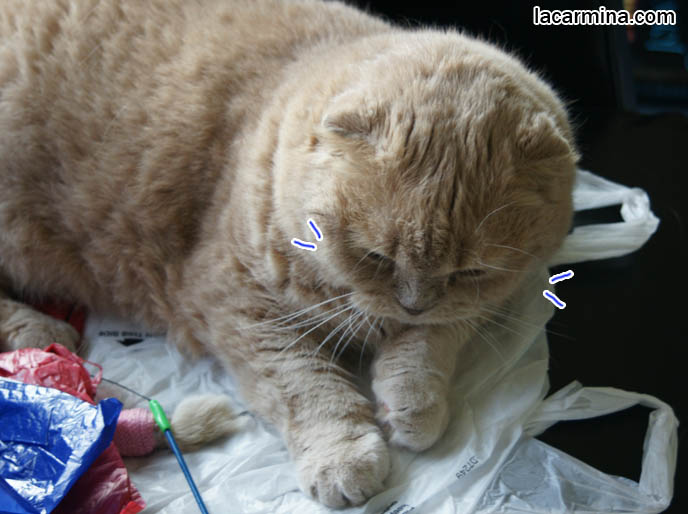 Scottish fold cat with eyes closed, furry cat with long thick brown fur. training and raising housecats, sweet gentle temper, tame cat, prevent scratching. スコティッシュフォールド, kawaii neko, cat 猫 Japanese, Scottish Fold Basil Farrow, famous celebrity cats