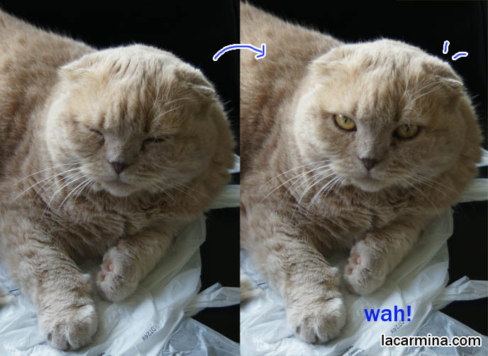 Scottish fold cat with eyes closed, furry cat with long thick brown fur. training and raising housecats, sweet gentle temper, tame cat, prevent scratching. スコティッシュフォールド, kawaii neko, cat 猫 Japanese, Scottish Fold Basil Farrow, famous celebrity cats