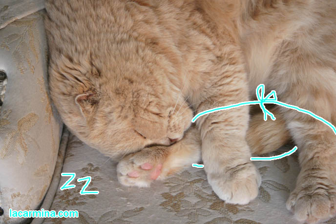 Scottish fold cat sleeping, lazy resting cat curled in a ball, funny photo of fattest cat, overweight cats, furry longhaired scottish fold cat, fold ears, big tiger paws. スコティッシュフォールド, kawaii neko, cat 猫 Japanese, Scottish Fold Basil Farrow, famous celebrity cats