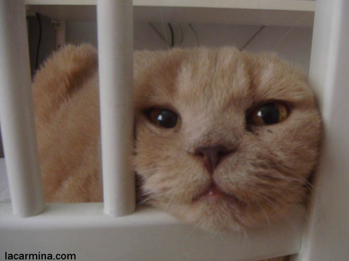 Cat with tearing eyes, Scottish fold squeezes head behind bars, pet cat kept in cage, jail for pets, animal carrying case with bars, unhappy sad cat, close-up on pet kitten's face. スコティッシュフォールド, kawaii neko, cat 猫, famous cats, celebrity pets