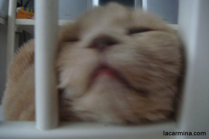 Scottish fold squeezes head behind bars, pet cat kept in cage, jail for pets, animal carrying case with bars, unhappy sad cat, close-up on pet kitten's face. スコティッシュフォールド, kawaii neko, cat 猫, famous cats, celebrity pets