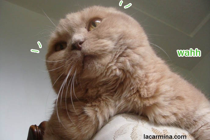famous cats, celebrity pets. Scottish fold purebred cat, where to buy scottish fold kittens, professional show cats, beautiful long thick fur or cat hair, long whiskers on pet housecat, lazy Garfield kitty. スコティッシュフォールド, kawaii neko, 猫