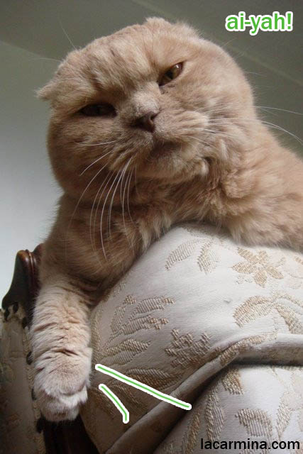 famous cats, celebrity pets. Scottish fold purebred cat, where to buy scottish fold kittens, professional show cats, beautiful long thick fur or cat hair, long whiskers on pet housecat, lazy Garfield kitty. スコティッシュフォールド, kawaii neko, 猫