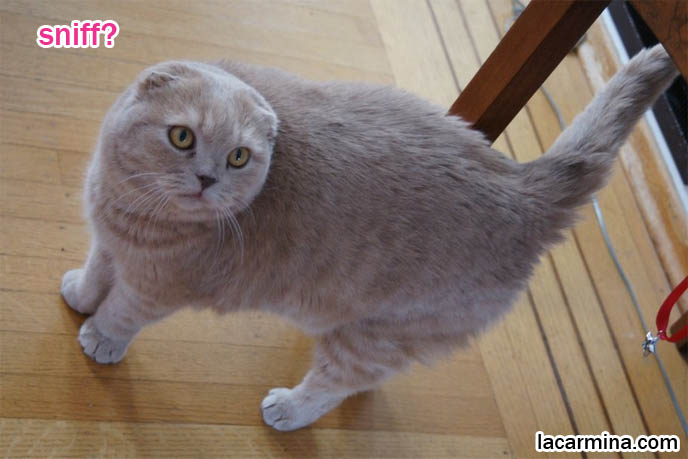famous cats, celebrity pets. Scottish fold cat sniffing sushi, eating food. Tiger tail pet cat, cute furry yellow or cream colored cat looking up. Ginger cat, coat of hair, fur colors of cats. スコティッシュフォールド, kawaii neko, 猫