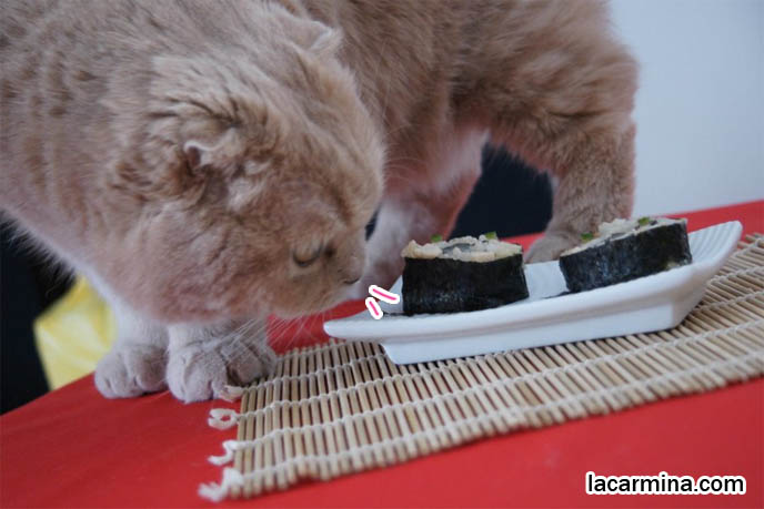 famous cats, celebrity pets. Scottish fold cat sniffing sushi, eating food. Tiger tail pet cat, cute furry yellow or cream colored cat looking up. Ginger cat, coat of hair, fur colors of cats. スコティッシュフォールド, kawaii neko, 猫