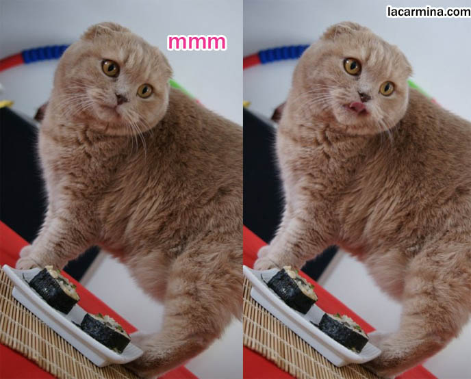 famous cats, celebrity pets. Scottish fold cat sniffing sushi, eating food. Tiger tail pet cat, cute furry yellow or cream colored cat looking up. Ginger cat, coat of hair, fur colors of cats. スコティッシュフォールド, kawaii neko, 猫