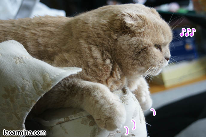 lazy Scottish fold cat lying on sofa, paws dangling, slit eyes, yellow cat eyes closed, furry cat with long thick brown fur. gallery of adorable funny cats, lolcats, training and raising housecats, sweet gentle temper, tame cat, prevent cats climbing on couches and furniture. スコティッシュフォールド, kawaii neko, cats 猫