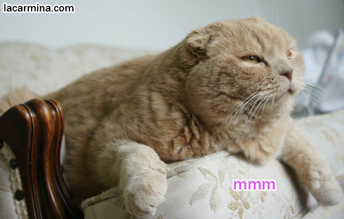 lazy Scottish fold cat lying on sofa, paws dangling, slit eyes, yellow cat eyes closed, furry cat with long thick brown fur. gallery of adorable funny cats, lolcats, training and raising housecats, sweet gentle temper, tame cat, prevent cats climbing on couches and furniture. スコティッシュフォールド, kawaii neko, cats 猫