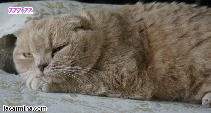 lazy Scottish fold cat lying on sofa, paws dangling, slit eyes, yellow cat eyes closed, furry cat with long thick brown fur. gallery of adorable funny cats, lolcats, training and raising housecats, sweet gentle temper, tame cat, prevent cats climbing on couches and furniture. スコティッシュフォールド, kawaii neko, cats 猫
