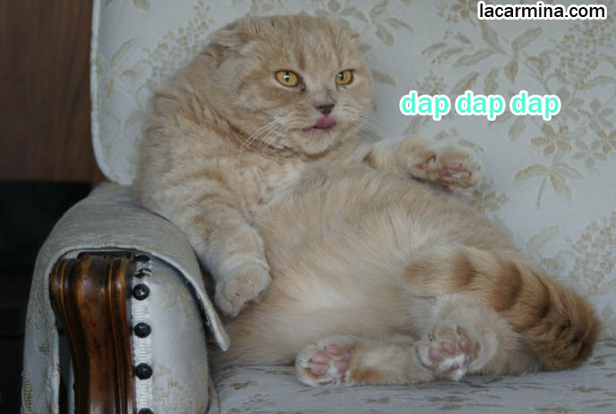 Scottish Fold cat cleaning his body, licking tummy, cat sitting like human being or person on sofa, paws on armrest, super cute kawaii animal pet photos. scottish folds, kittens for sale, buying raising tame cats that don't scratch. スコティッシュフォールド, kawaii neko, cats 猫