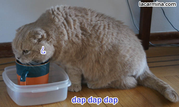 Scottish Fold cat lapping bowl, drinking water, keeping cats hydrated and cool, protect pets in hot weather, tips and tricks, how to keep housecats cool and encourage drinking water. Tongue sticking out LOLCAT Basil Farrow. スコティッシュフォールド, kawaii neko, cats 猫