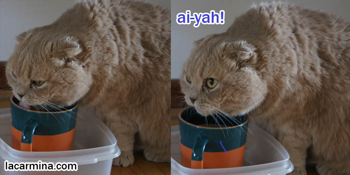 Scottish Fold cat lapping bowl, drinking water, keeping cats hydrated and cool, protect pets in hot weather, tips and tricks, how to keep housecats cool and encourage drinking water. Tongue sticking out LOLCAT Basil Farrow. スコティッシュフォールド, kawaii neko, cats 猫