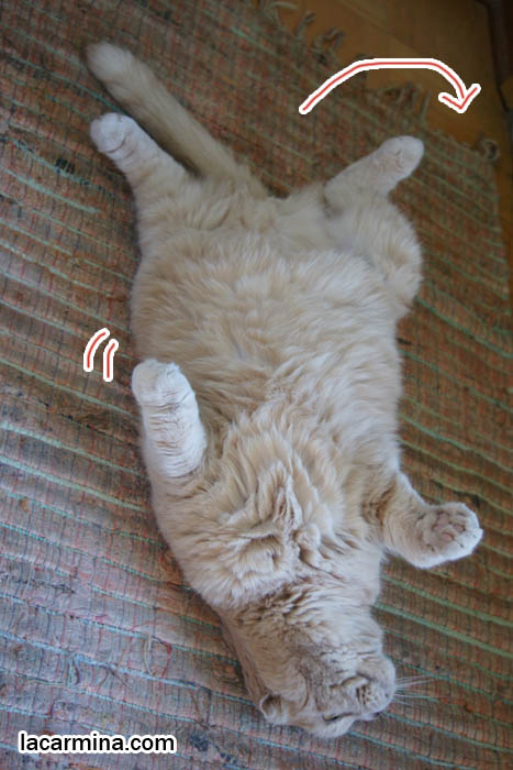 Scottish Fold cat rolling over on back, furry body. Tummy in air, cute cat kitty paws. Kitten, baby cat with foldy ears, small tight fold ears and round face, fat long haired cat. Training cats to do tricks, roll over. LOLCAT Basil Farrow. スコティッシュフォールド, kawaii neko, cats 猫