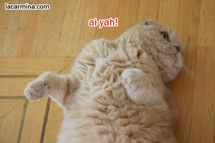 Scottish Fold cat rolling over on back, furry body. Tummy in air, cute cat kitty paws. Kitten, baby cat with foldy ears, small tight fold ears and round face, fat long haired cat. Training cats to do tricks, roll over. LOLCAT Basil Farrow. スコティッシュフォールド, kawaii neko, cats 猫
