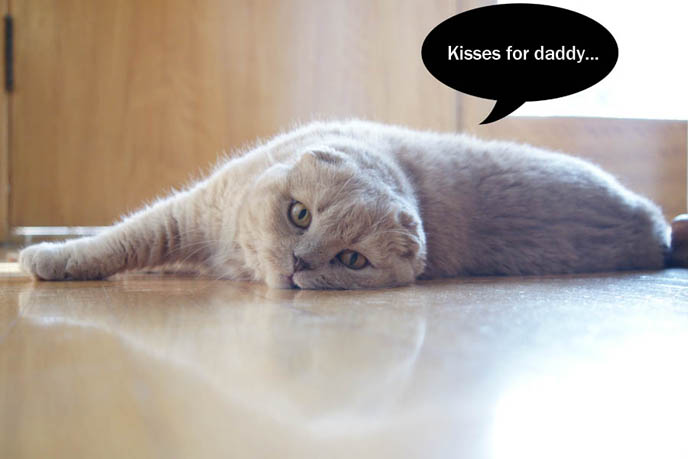 Scottish Fold cat Basil Farrow, cute cat yawning, LOLCAT photos, cat with speech bubbles, cartoon manga cats Garfield, Japanese kitten YouTube star. スコティッシュフォールド, kawaii neko, cats 猫