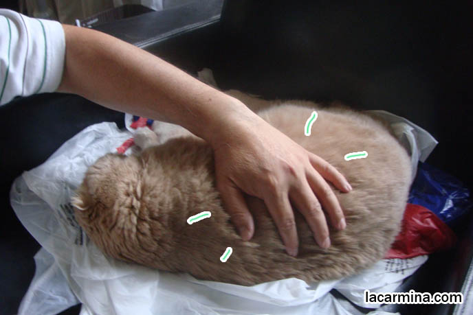 Scottish Fold cat Basil Farrow, celebrity famous cats, sleeping kitty curled up on sofa, fat lazy longhaired cats, overweight diet cats, petting touching pet Scottish Fold with thick long hair. スコティッシュフォールド, kawaii neko, cats 猫