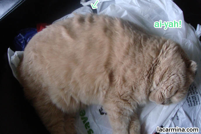 Scottish Fold cat Basil Farrow, celebrity famous cats, sleeping kitty curled up on sofa, fat lazy longhaired cats, overweight diet cats, petting touching pet Scottish Fold with thick long hair. スコティッシュフォールド, kawaii neko, cats 猫
