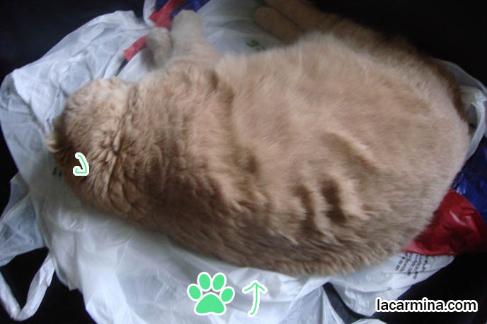 Scottish Fold cat Basil Farrow, celebrity famous cats, sleeping kitty curled up on sofa, fat lazy longhaired cats, overweight diet cats, petting touching pet Scottish Fold with thick long hair. スコティッシュフォールド, kawaii neko, cats 猫