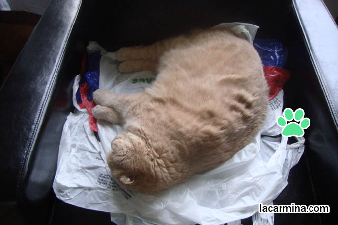 Scottish Fold cat Basil Farrow, celebrity famous cats, sleeping kitty curled up on sofa, fat lazy longhaired cats, overweight diet cats, petting touching pet Scottish Fold with thick long hair. スコティッシュフォールド, kawaii neko, cats 猫