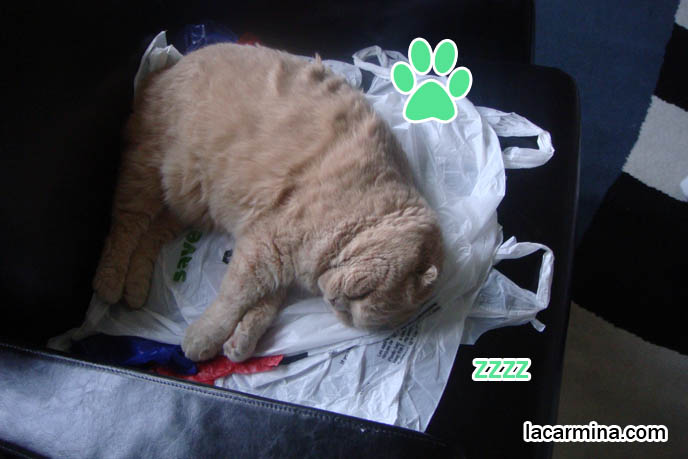 Scottish Fold cat Basil Farrow, celebrity famous cats, sleeping kitty curled up on sofa, fat lazy longhaired cats, overweight diet cats, petting touching pet Scottish Fold with thick long hair. スコティッシュフォールド, kawaii neko, cats 猫