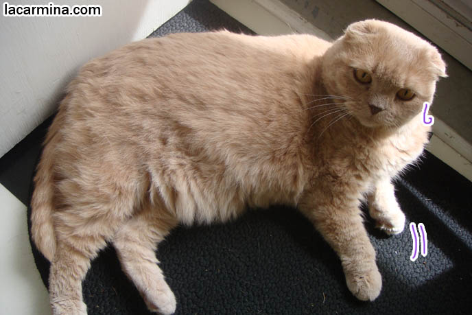 Scottish Fold cat with brown or cream colored long fur, lying down, cat sitting like Sphinx, Egyptian era pet cats or gods. Cat wanting to go outside, outdoor cats pros cons, cute kitty waiting for master. スコティッシュフォールド, kawaii neko, cats 猫