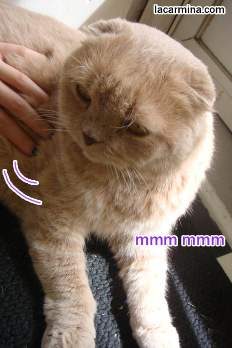 Scottish Fold cat with brown or cream colored long fur, lying down, cat sitting like Sphinx, Egyptian era pet cats or gods. Cat wanting to go outside, outdoor cats pros cons, cute kitty waiting for master. スコティッシュフォールド, kawaii neko, cats 猫