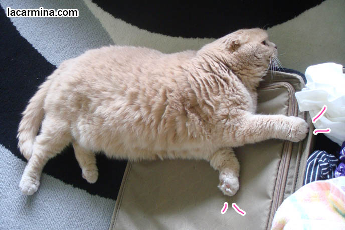 Scottish Fold cat sitting on suitcase, cats lying in luggage, travelling with pet cats. Possessive kitties, sixth sense, vacation with cats, carrying case and baggage, airport and airline policies for cats. スコティッシュフォールド, 猫