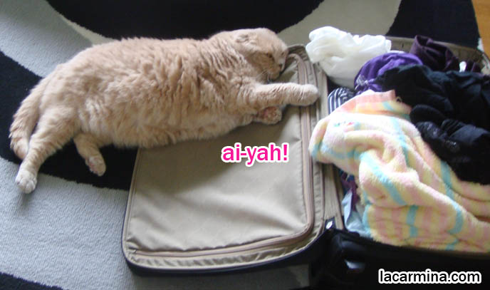 Scottish Fold cat sitting on suitcase, cats lying in luggage, travelling with pet cats. Possessive kitties, sixth sense, vacation with cats, carrying case and baggage, airport and airline policies for cats. スコティッシュフォールド, 猫