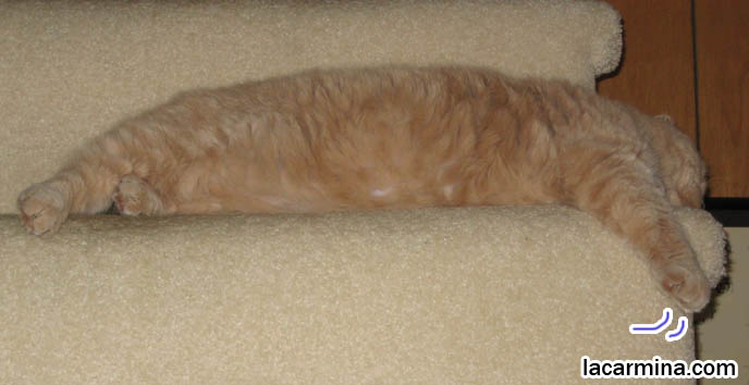 Scottish Fold cat lying on staircase, sitting or sleeping on steps of stairs. Funny lolcat photos of cat with morning face, kitties waking up, grumpy cats. Silly funny pictures of pet cats. スコティッシュフォールド, 猫