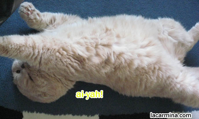 Scottish Fold cat lying on back, upside down position, funny silly cats sleeping position. Doraemon, Japanese earless cat character, kawaii neko. Training pet cat to roll over, spaying and neutering kittens. スコティッシュフォールド, 猫
