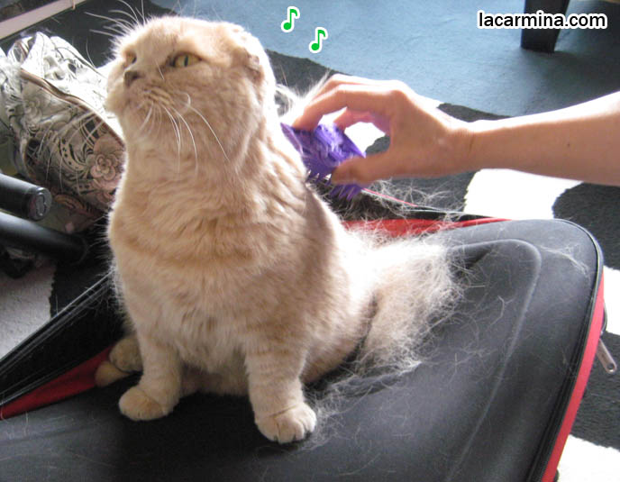 long hair cat brush