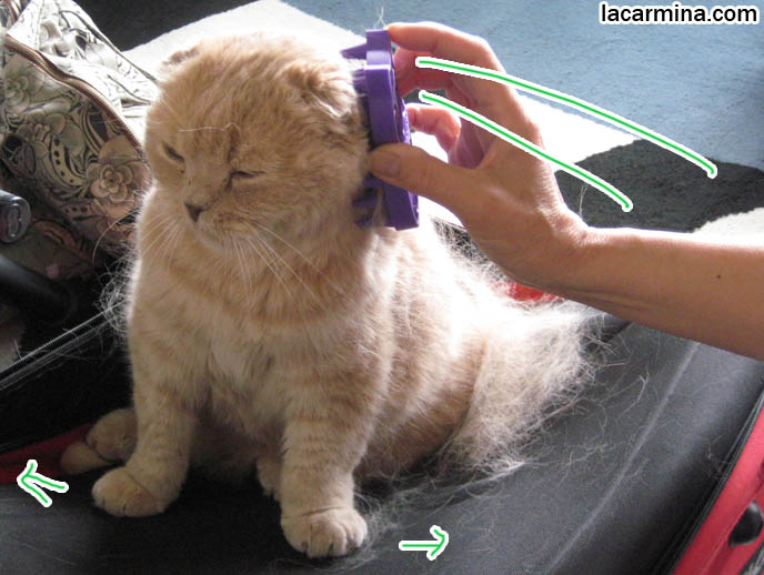 best comb for long haired cats