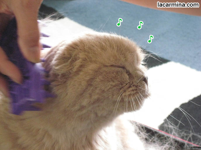 round head cat, short nose or snout coupari, show cat requirements, top quality fold, grooming and brushing long haired cat fur, thick coat on Scottish Fold, hair loss in cats, best combs and brushes for pet cats. Pet massage, removing cat hair from carpet, shaving cats in summer. スコティッシュフォールド, 猫
