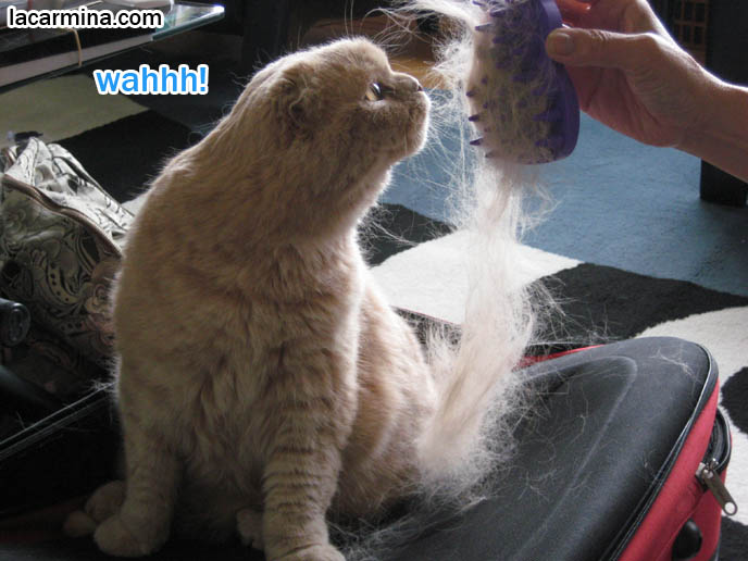 giant big hairball from cat, long haired cat losing hair, fur loss in pet kitties, grooming combing shaving pet cats, Scottish Fold thick fur on carpet, clump of cat hair, thick coat of animal fur. スコティッシュフォールド, 猫
