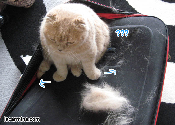 giant big hairball from cat, long haired cat losing hair, fur loss in pet kitties, grooming combing shaving pet cats, Scottish Fold thick fur on carpet, clump of cat hair, thick coat of animal fur. スコティッシュフォールド, 猫