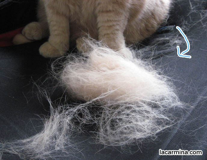 hair, fur loss in pet