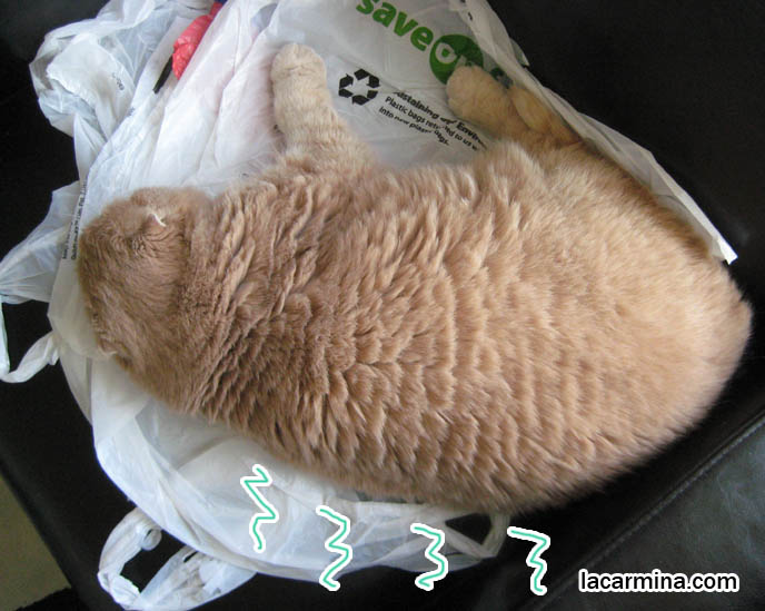 thich coat of fur on Scottish Fold cat, longhaired cats, cat breed with most shedding, softest fur and cat hair. Coupari kittens, purebred rare breeds of cats from breeders, celebrity pets. スコティッシュフォールド, 猫