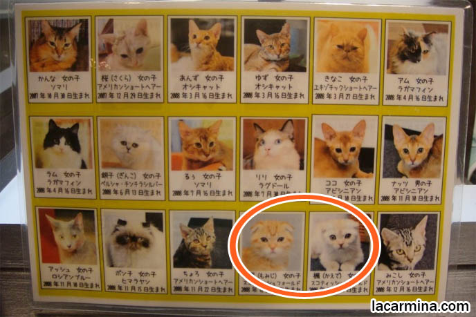 Scottish Fold cats in Japanese cat cafe, Shinjuku Tokyo Japan theme restaurants. All night manga cafes where you can pet purebred kittens. Orange Scottish Fold kittens, Japanese munchkin cats, cutest funny lolcats. スコティッシュフォールド, kawaii neko, cats 猫
