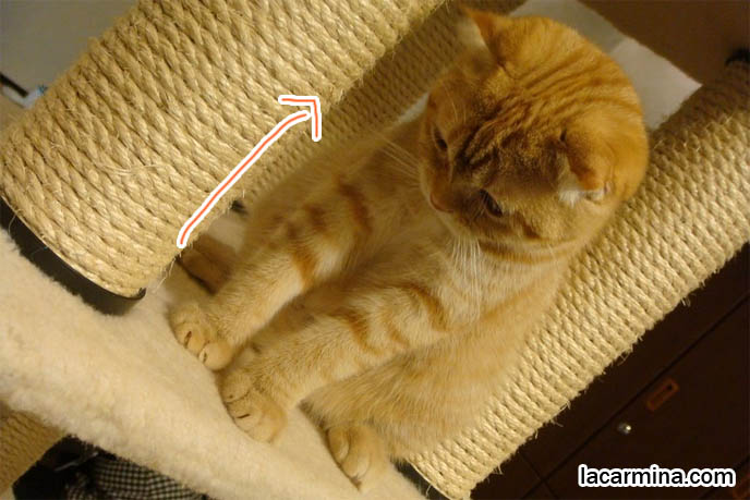 Orange striped tiger cat in Japanese cat cafe, Shinjuku Tokyo Japan theme restaurants. All night manga cafes where you can pet and play with purebred kittens. Orange Scottish Fold kittens, playing with baby cats, Japanese munchkin cats, cutest funny lolcats. スコティッシュフォールド, kawaii neko, cats 猫