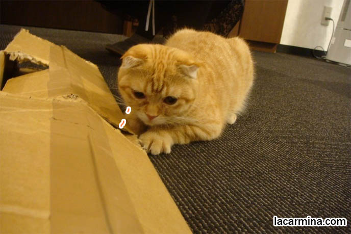 Orange striped tiger cat in Japanese cat cafe, Shinjuku Tokyo Japan theme restaurants. All night manga cafes where you can pet and play with purebred kittens. Orange Scottish Fold kittens, playing with baby cats, Japanese munchkin cats, cutest funny lolcats. スコティッシュフォールド, kawaii neko, cats 猫