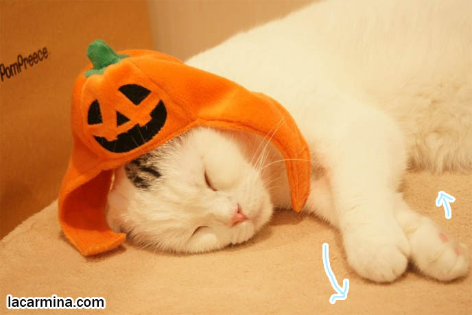 White purebred Scottish Fold, rare show breeds of cats in Japanese cat cafe. Crazy wacky theme restaurants, strange cat cafes where customers pay and come to pet kittens, hangout in Tokyo Japan for cat lovers. スコティッシュフォールド, 猫