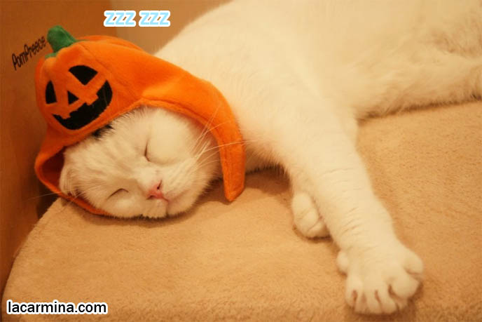 White purebred Scottish Fold, rare show breeds of cats in Japanese cat cafe. Crazy wacky theme restaurants, strange cat cafes where customers pay and come to pet kittens, hangout in Tokyo Japan for cat lovers. スコティッシュフォールド, 猫
