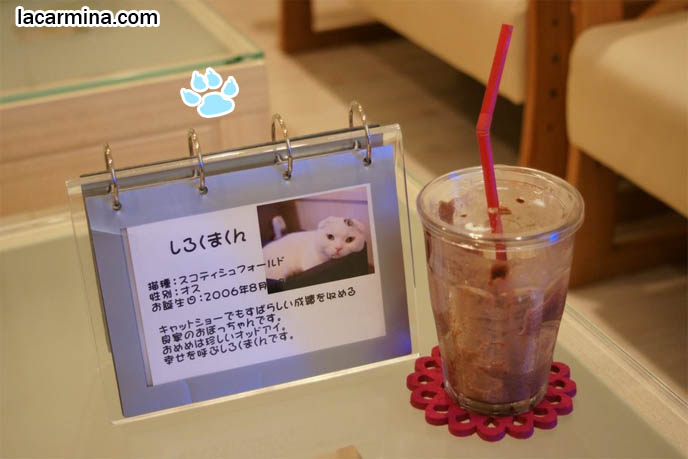 White purebred Scottish Fold, rare show breeds of cats in Japanese cat cafe. Crazy wacky theme restaurants, strange cat cafes where customers pay and come to pet kittens, hangout in Tokyo Japan for cat lovers. スコティッシュフォールド, 猫