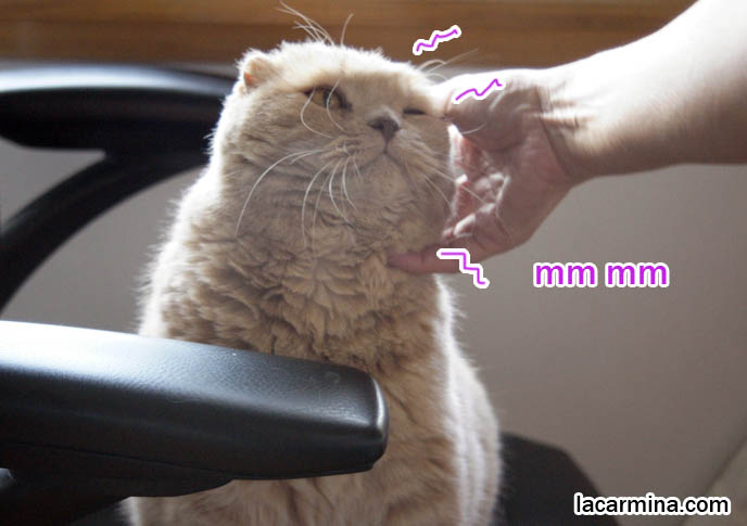 Cat giving head rub, head bonk, rubbing ears and forehead against chair arm, funny face, winking kitty, lolcat photos, silly pet pictures, earless cat, fei mao mao, Famous celebrity pets, Farrow Scottish Fold, スコティッシュフォールド,  猫 