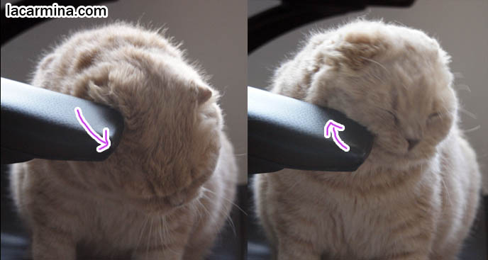 Cat giving head rub, head bonk, rubbing ears and forehead against chair arm, funny face, winking kitty, lolcat photos, silly pet pictures, earless cat, fei mao mao, Famous celebrity pets, Farrow Scottish Fold, スコティッシュフォールド,  猫 