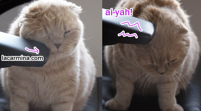 Cat giving head rub, head bonk, rubbing ears and forehead against chair arm, funny face, winking kitty, lolcat photos, silly pet pictures, earless cat, fei mao mao, Famous celebrity pets, Farrow Scottish Fold, スコティッシュフォールド,  猫 